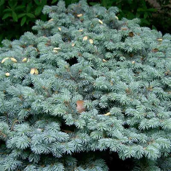 Sapin bleu, epicéa du colorado 'glauca globosa' pot de 2l/3l