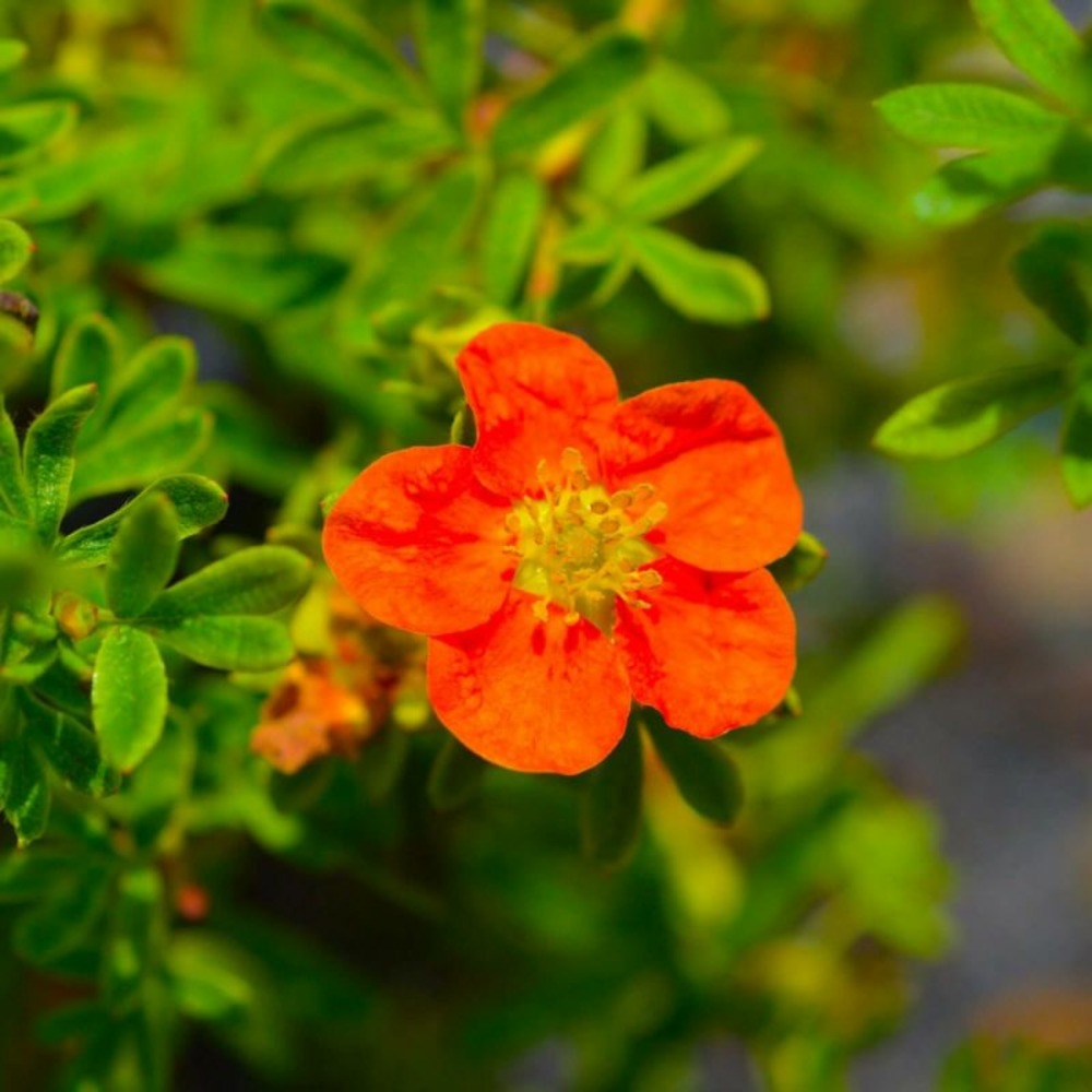Potentille arbustive marian red robin ® 'marrob' (potentilla fruticosa marian red robin ® 'marrob')