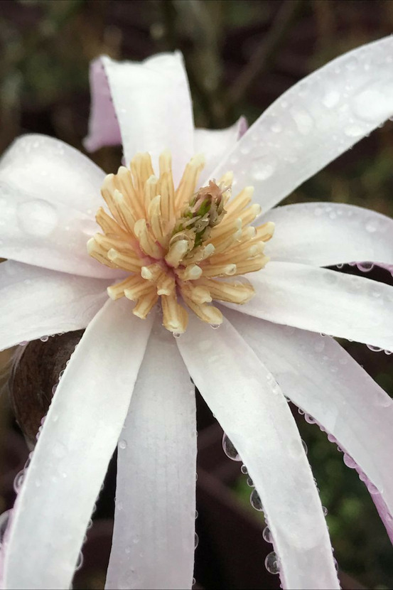 Magnolia 'leonard messel' - en pot de 4 litres