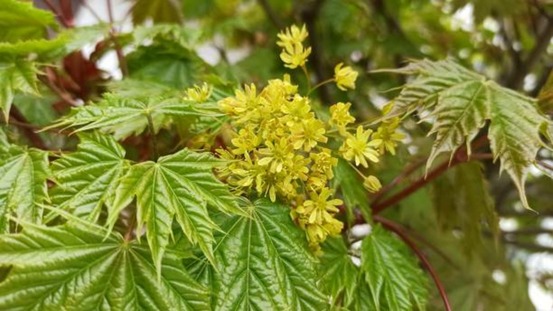 Acer platanoides lobergii c15l baliveau 150/250 cm (hors pot)