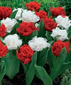 10 tulipes doubles frangées rouges anfield et blanches snow crystal - 12 - willemse, le sachet de 10 bulbes / circonférence 12cm+