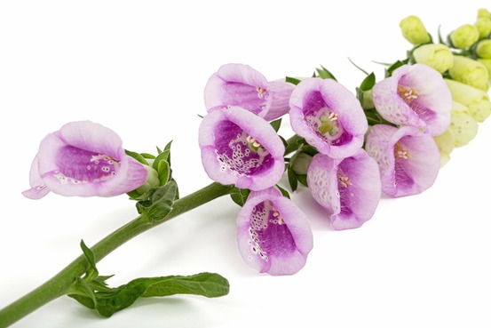 Sachet de graines de digitale excelsior variée - sachet de 0,4 gramme - petite entreprise française