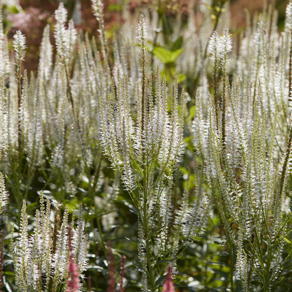 Véronique de virginie diana - le pot / ø 9cm