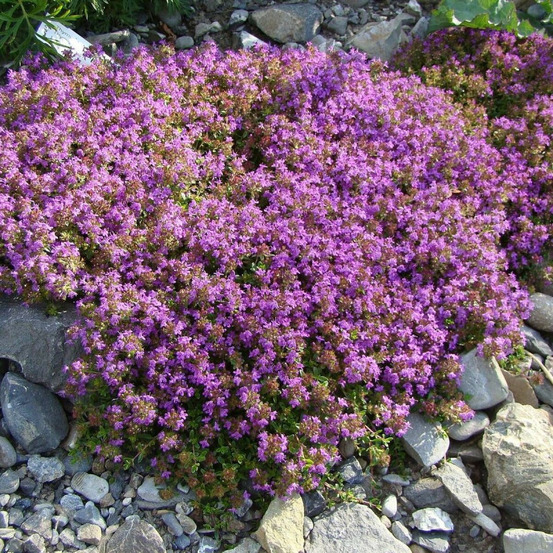 Thym doerfleri bressingham godet - 5/20 cm