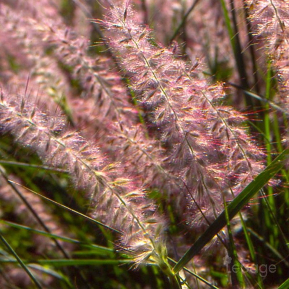 3 herbes aux écouvillons orientales (pennisetum orientalis)