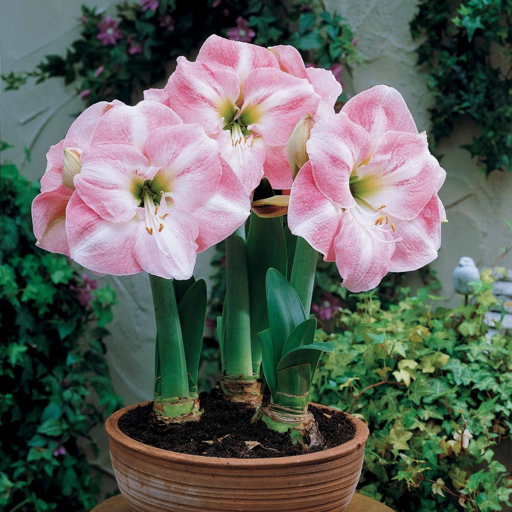 Amaryllis naine angélique - le sachet de 1 bulbe / circonférence 28-30cm, vendu par lot de 2