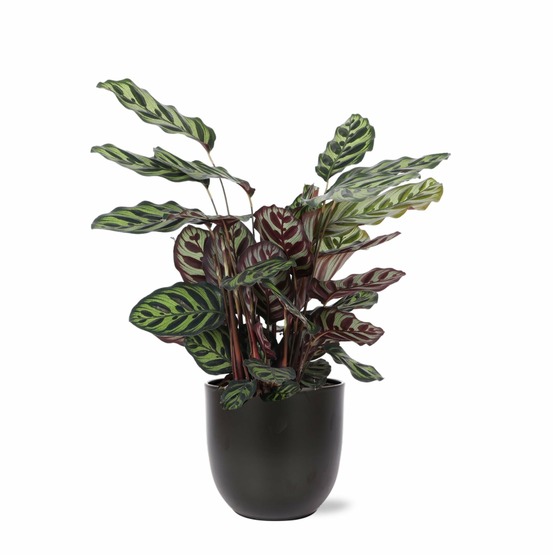 Calathea makoyana et son pot noir - hauteur 70cm