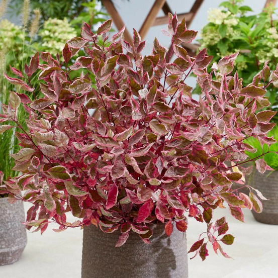 Cornouiller blanc miracle® 'verpaalen2', cornus pot de 4l - 40/60 cm