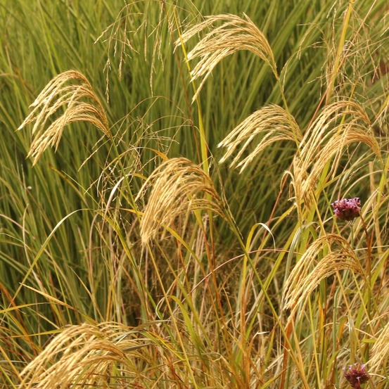 Miscanthus nepalensis godet de 8/9 cm