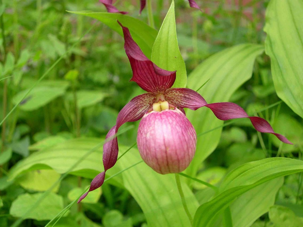 Cypripedium 