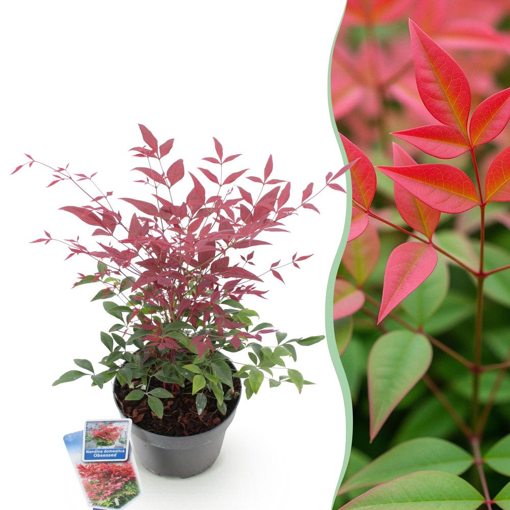 Bambou sacré 'obsessed' - pot 17 cm - hauteur 40 cm