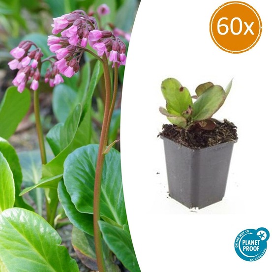 Bergenia à feuilles en cœur 'herbstblüte' x60 – entre 3,75 et 5m2