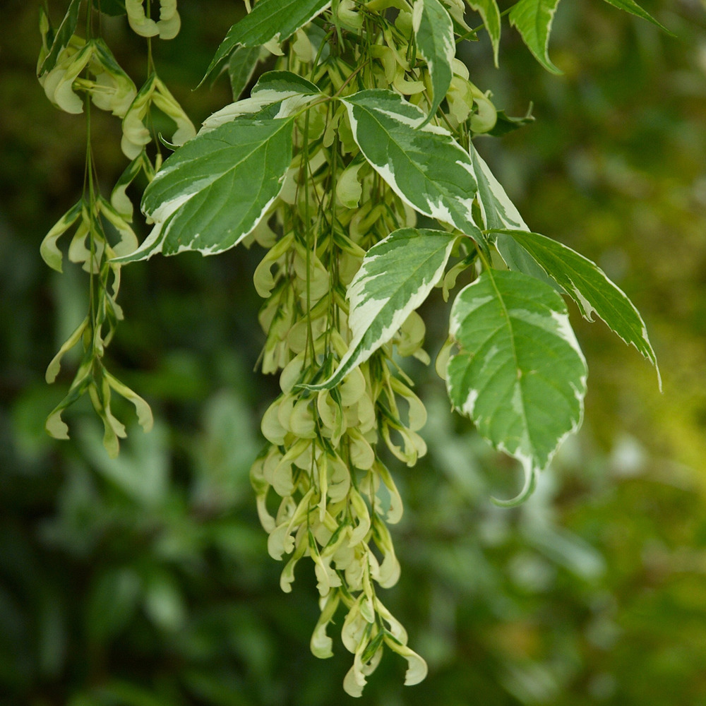 Érable à feuille de frêne 'variegatum' - acer 'variegatum' - 50-60 cm pot