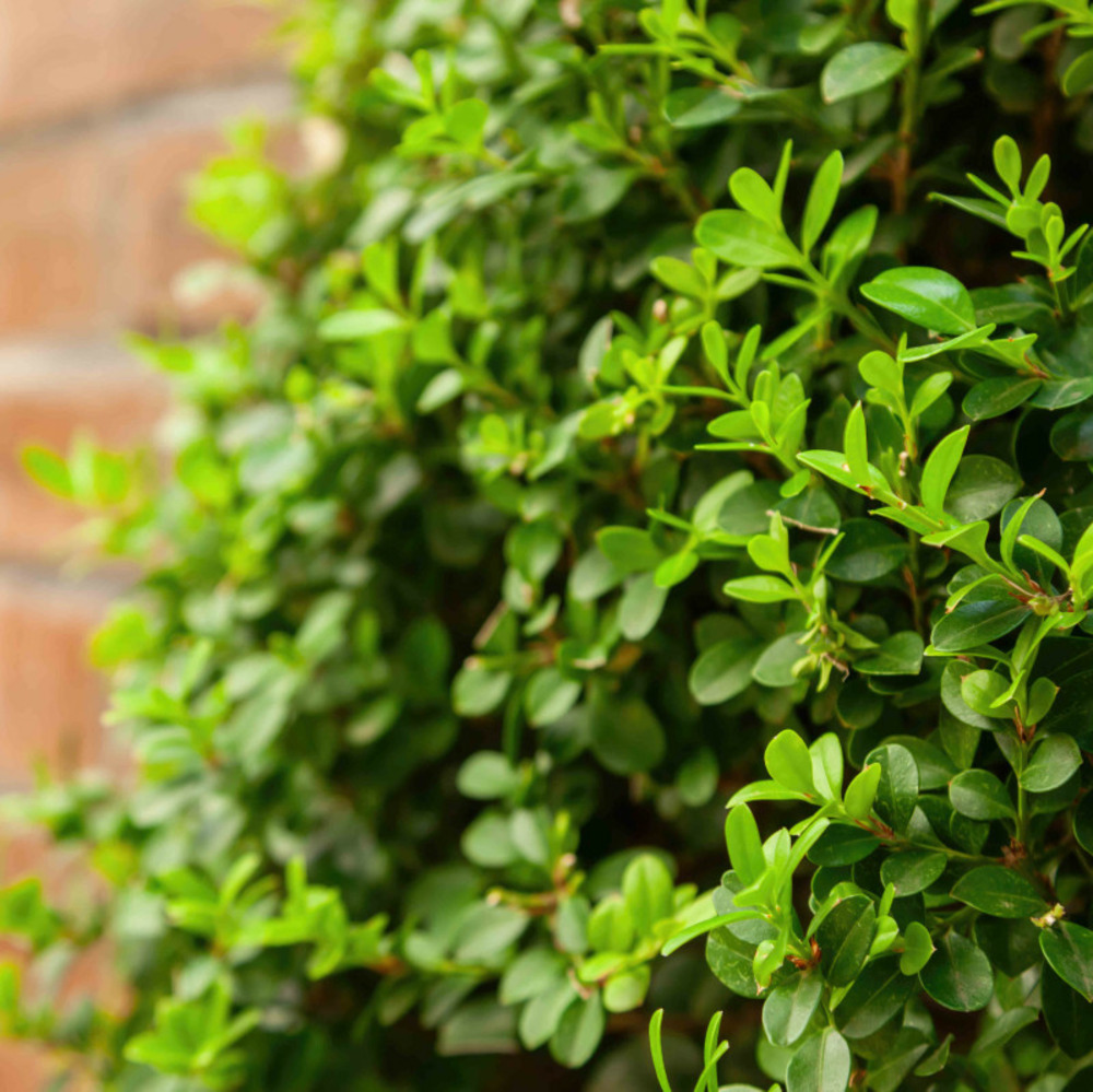 Chèvrefeuille arbustif (lonicera nitida)