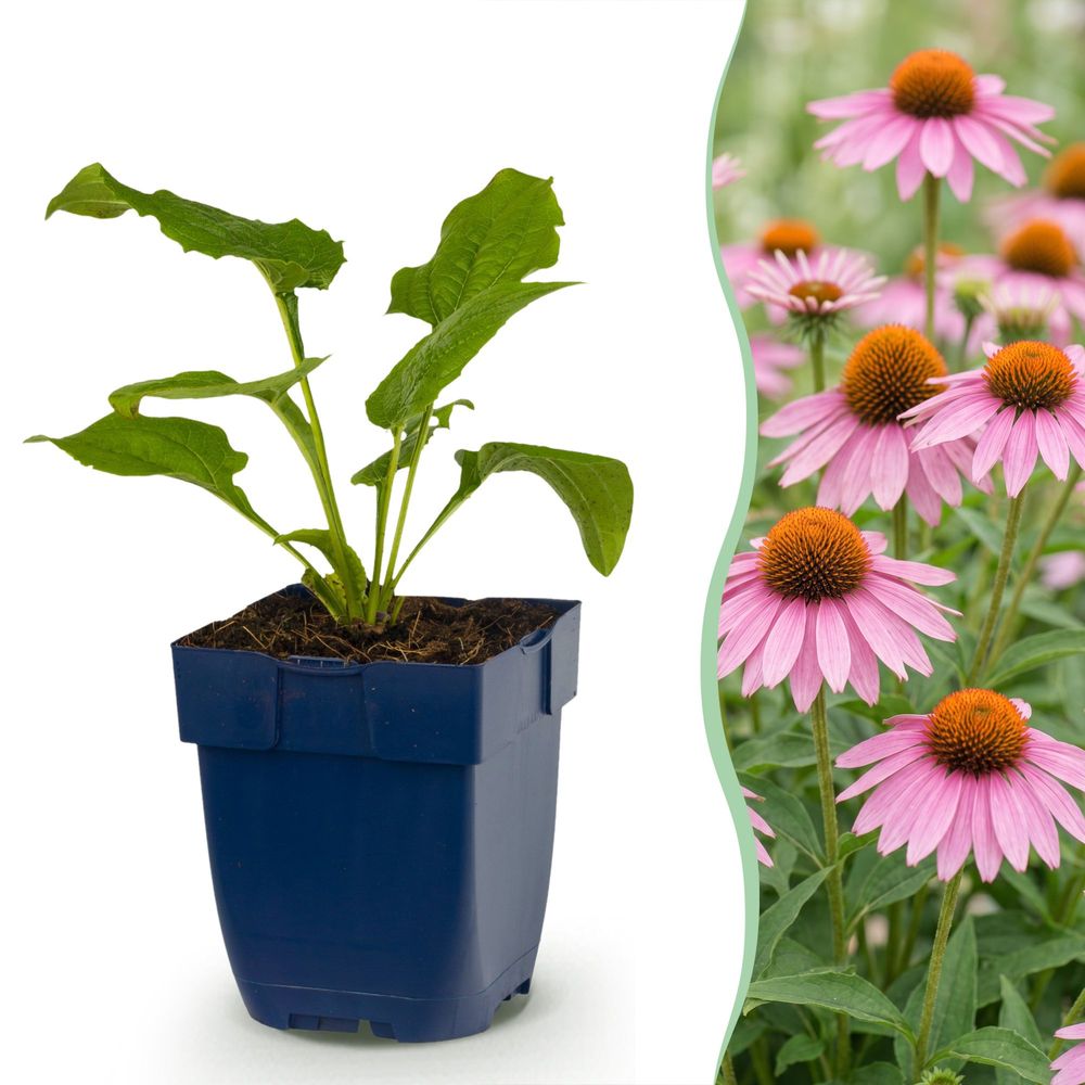 Échinacée 'magnus' - lot de 6 - pot 11 cm - hauteur 25 cm