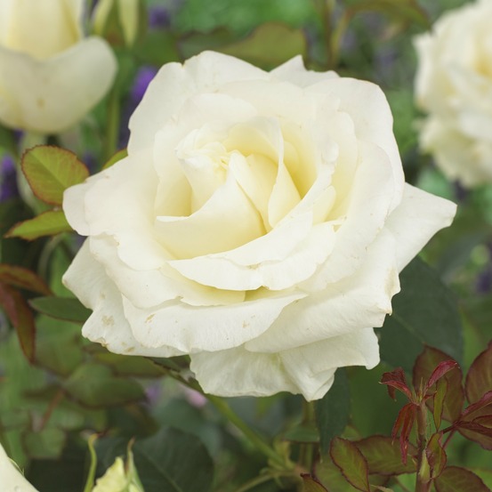 Rosier annapurna ® - le pot / 4l / hauteur livrée 15-40cm