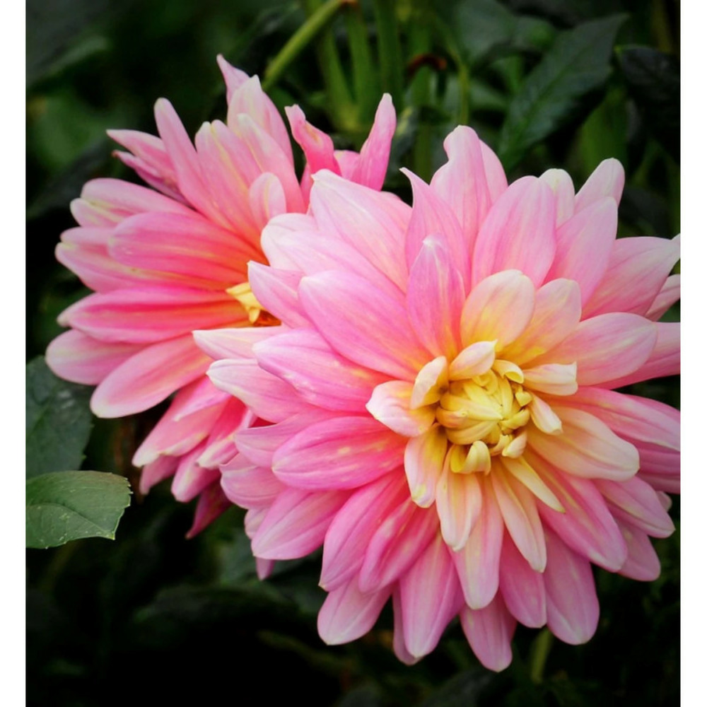 Bulbe de dahlia décoratif bel amour sachet de 1 bulbe