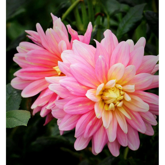 Bulbe de dahlia décoratif bel amour sachet de 1 bulbe