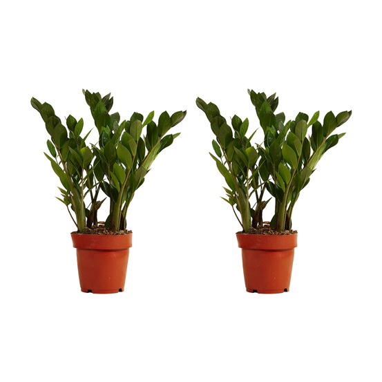Lot de 2 - zamioculcas zamiifolia - palmier d'intérieur - zamioculcas - h. 30-40 cm - p. 12 cm