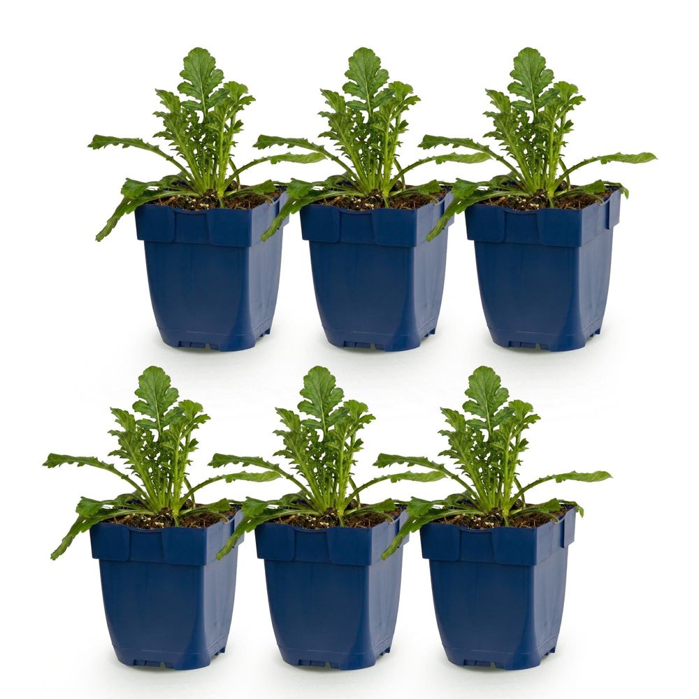 Scabieuse 'butterfly blue' - lot de 6 - pot 11 cm - hauteur 25 cm - plante d'extérieur