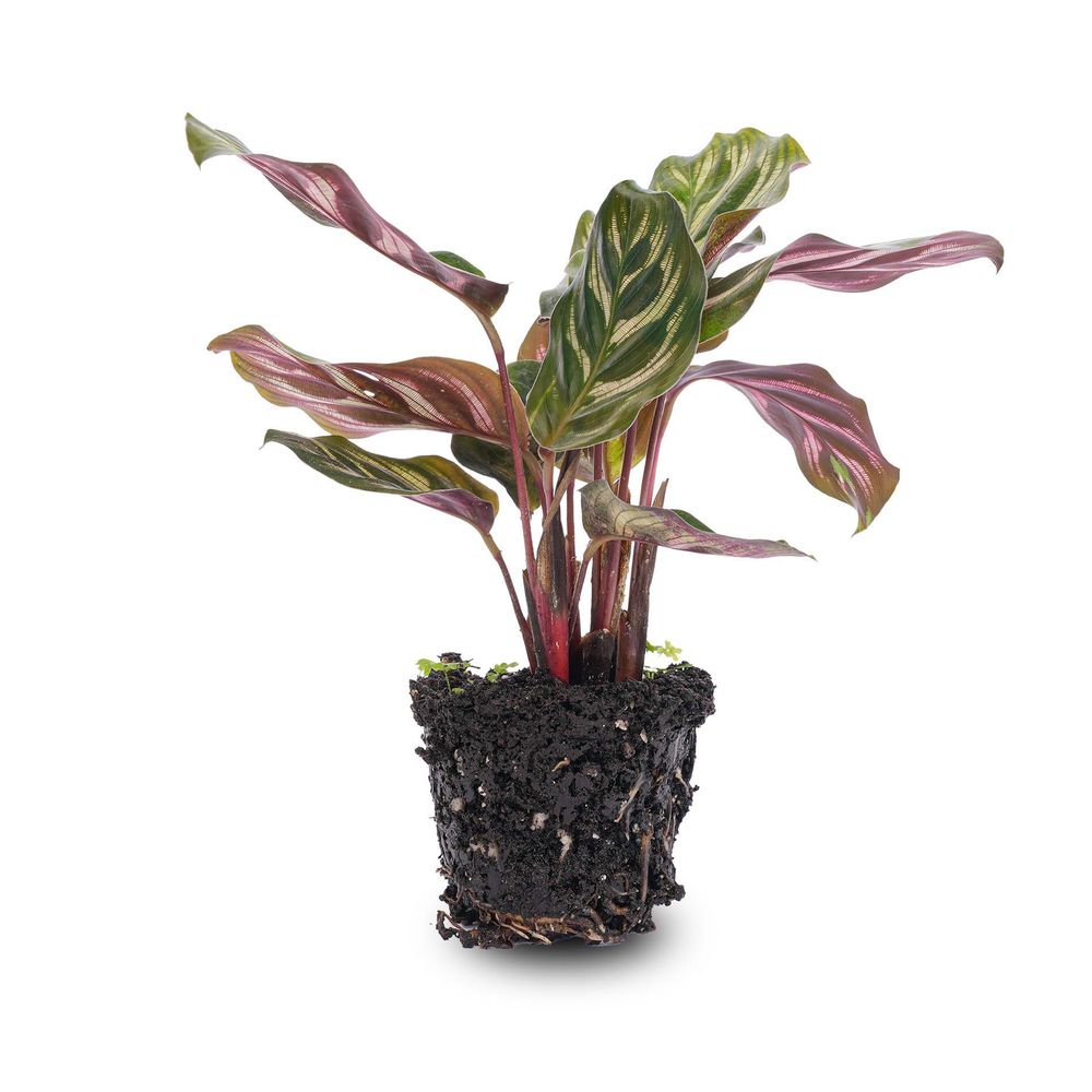 Calathea makoyana - calathea - plante de terrarium - pot 6 - terrarium diy
