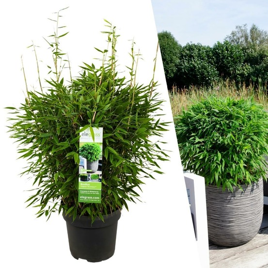 Bambou fargesia 'moontears' pot ø 29 cm