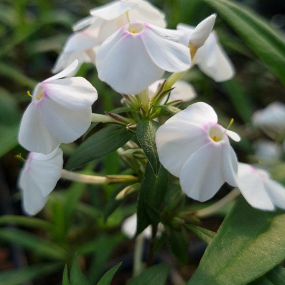 Phlox paniculé delta lot de 5 godets