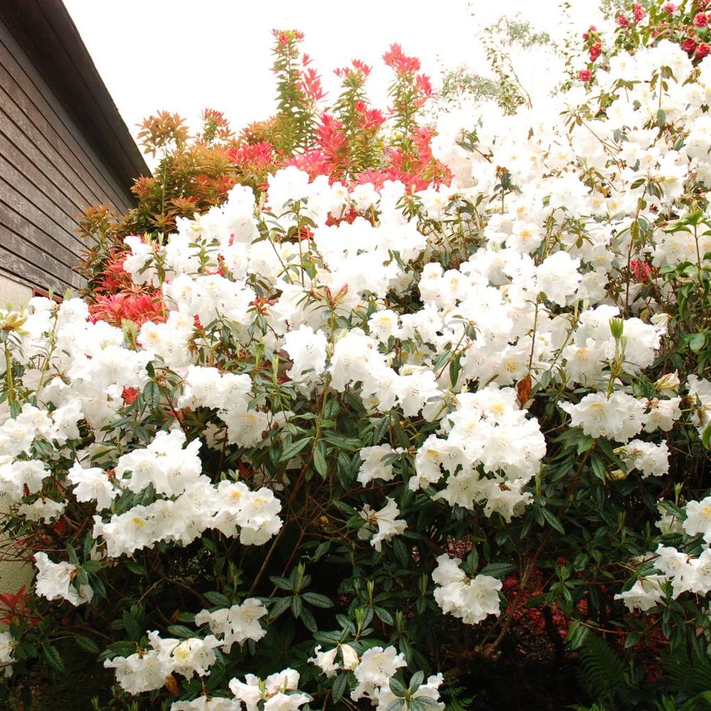 Rhododendron nain parfumé pot de 3l/4l