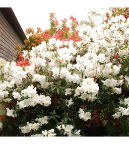 Rhododendron nain parfumé pot de 3l/4l