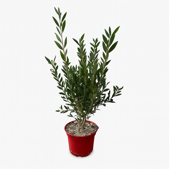 Callistemon masotti 'mini red' - pot 3 l