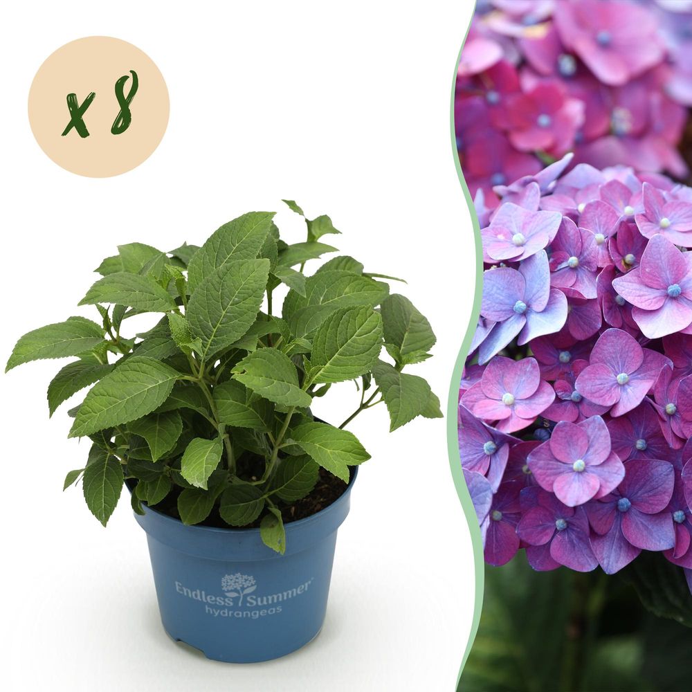 Hortensia remontant summer love purple - 8 plants - h 20-25 cm, pot ø14 cm