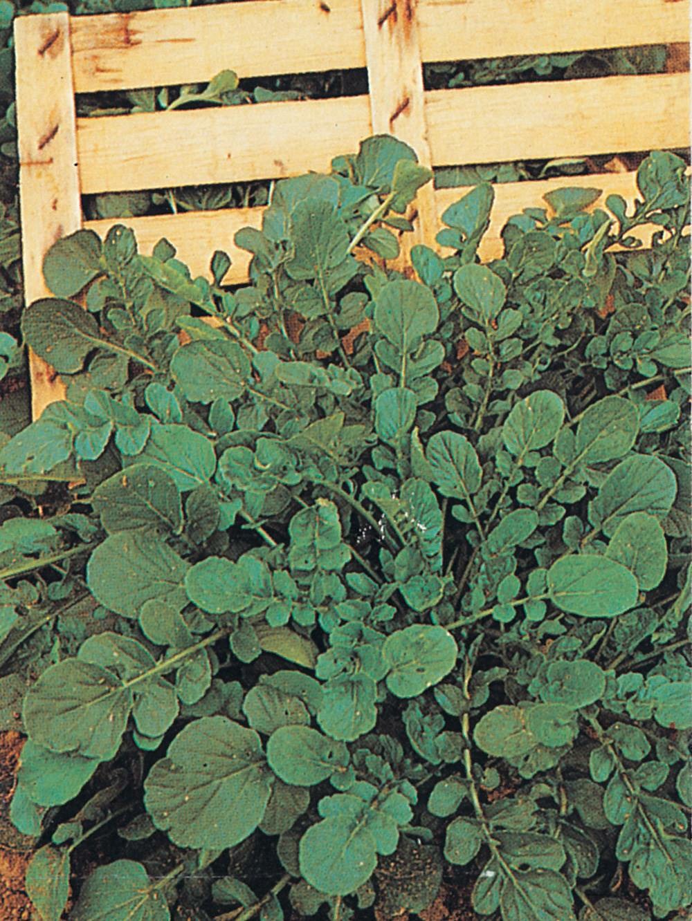 Cresson de jardin ou de terre - 5 g