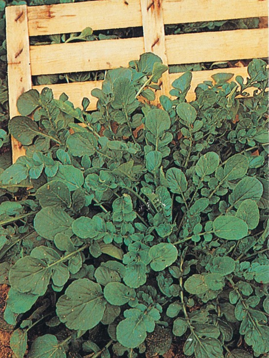 Cresson de jardin ou de terre - 5 g