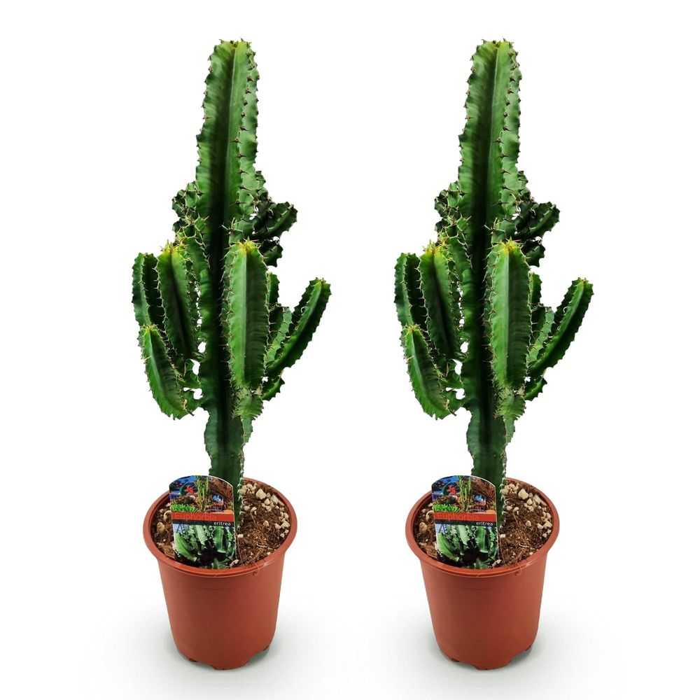 Euphorbia eritrea - arbre à lait africain - pot de 17cm - hauteur 60cm