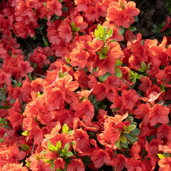 Azalée du japon orange surprise - le pot / ø 9cm, vendu par lot de 4