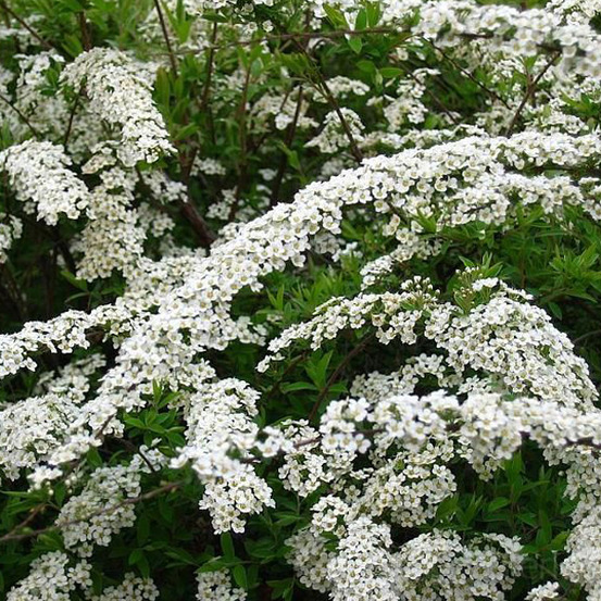 2 x spirée 'grefsheim' - spiraea cinerea 'grefsheim' - 40-60 cm pot
