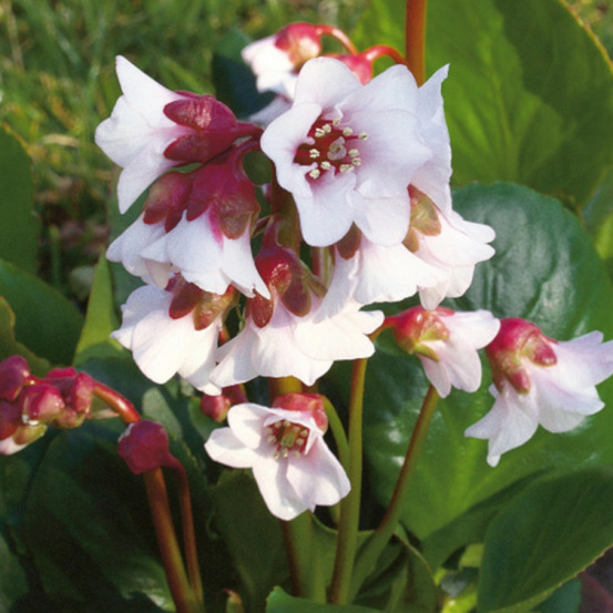 Bergénia harzkristall lot de 9 godets