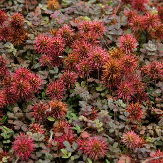 6 x lampourde 'tapis de cuivre' - acaena microphylla 'kupferteppich' - godet 9cm x 9cm