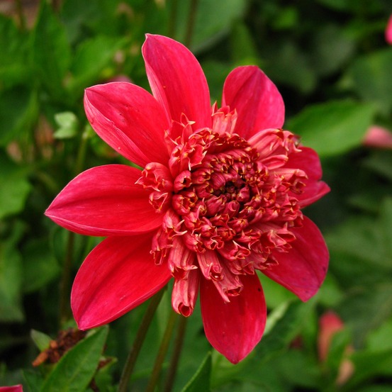 Dahlia gpe nains alvéolés 'inca' bulbe calibre i