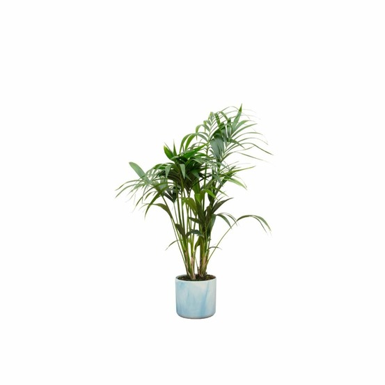 Palmier kentia 130cm et son pot bleu océan - hauteur 130cm