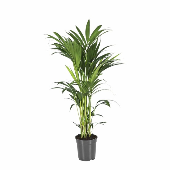 Howea forsteriana - h110 cm - ø21 cm
