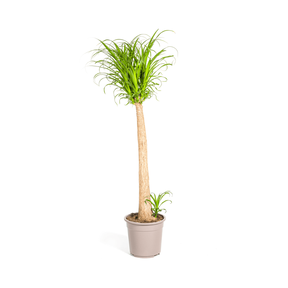 Beaucarnea recurvata tige ø27cm - ↕110 - 130cm - plantes d'intérieur