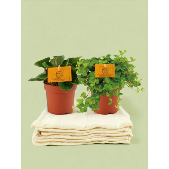 Peperomia duo 1.0 - h15 cm