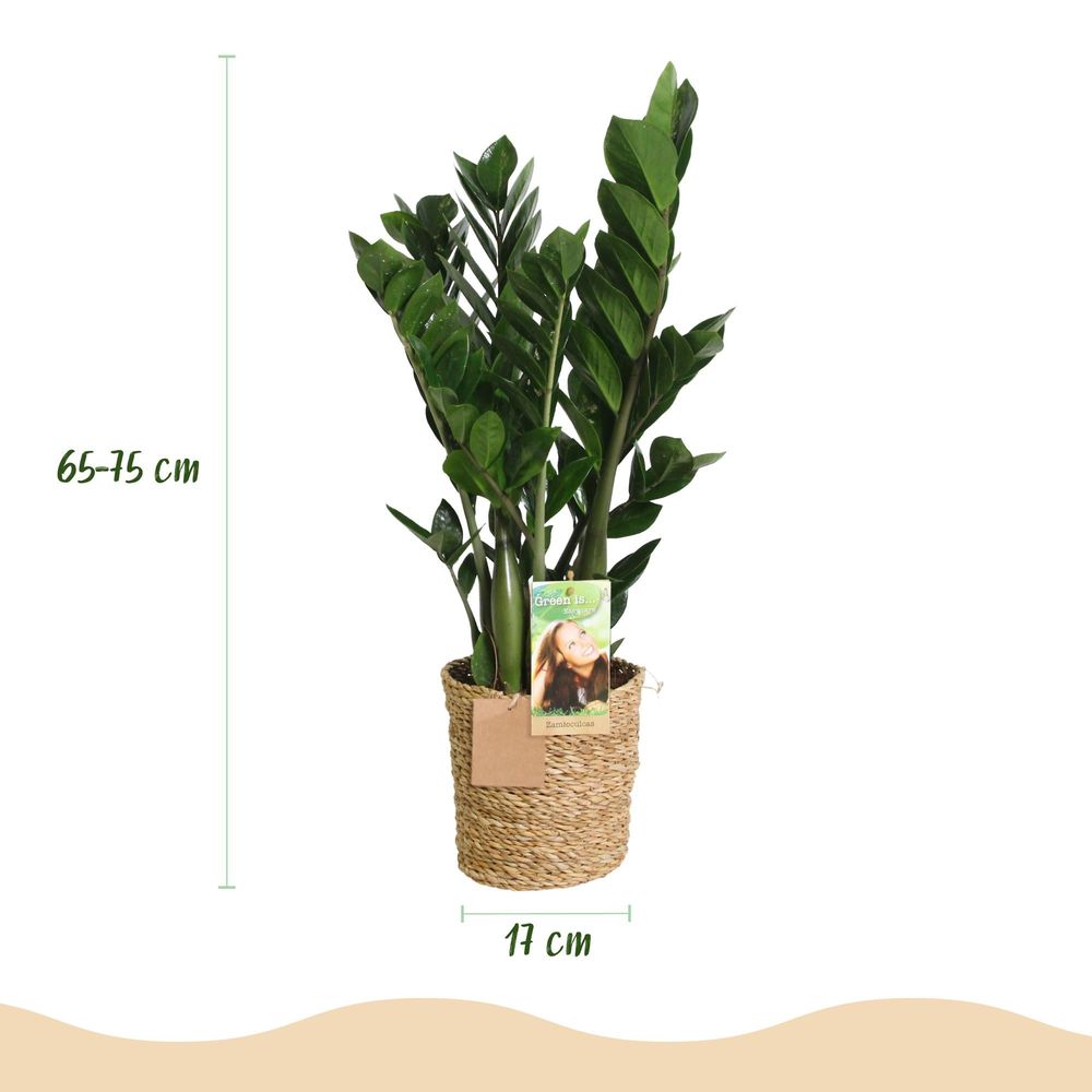 Zamioculcas - zz-plant