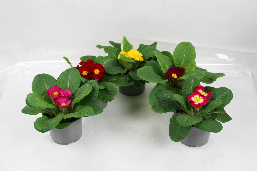 Primevere acaule pot 10,5 cm