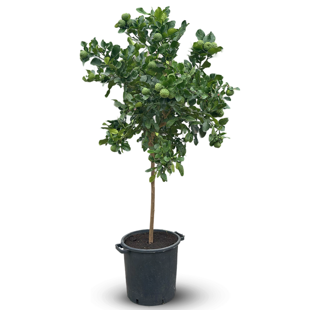 Combava - citrus hystrix - agrume méditerranéen - arbre fruitier - ↕ 170-190 cm - ⌀ 35 cm