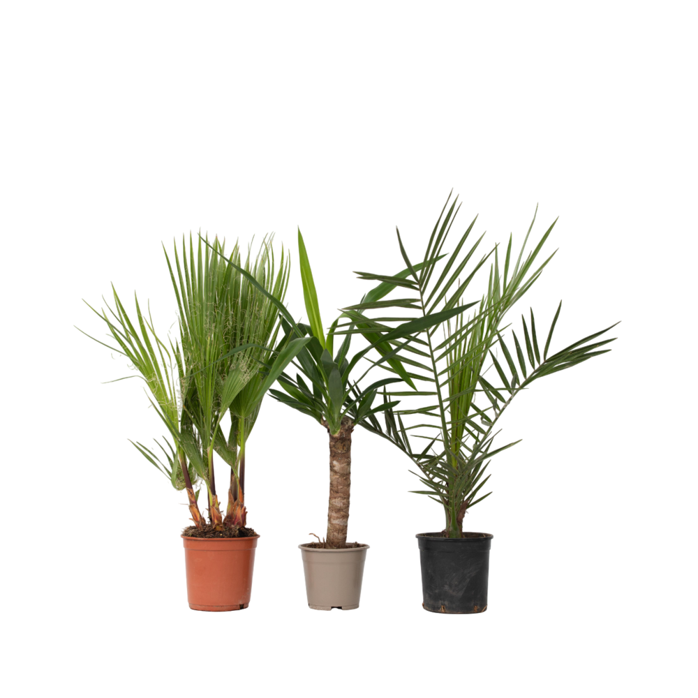 Mélange de palmiers d'intérieur - set de 3 - indoor palmmix - h50-70cm - ⌀14cm