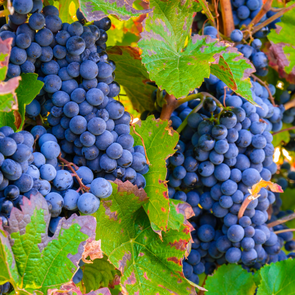 Pied de vigne nero rouge - vitis vinifera nero 120cm