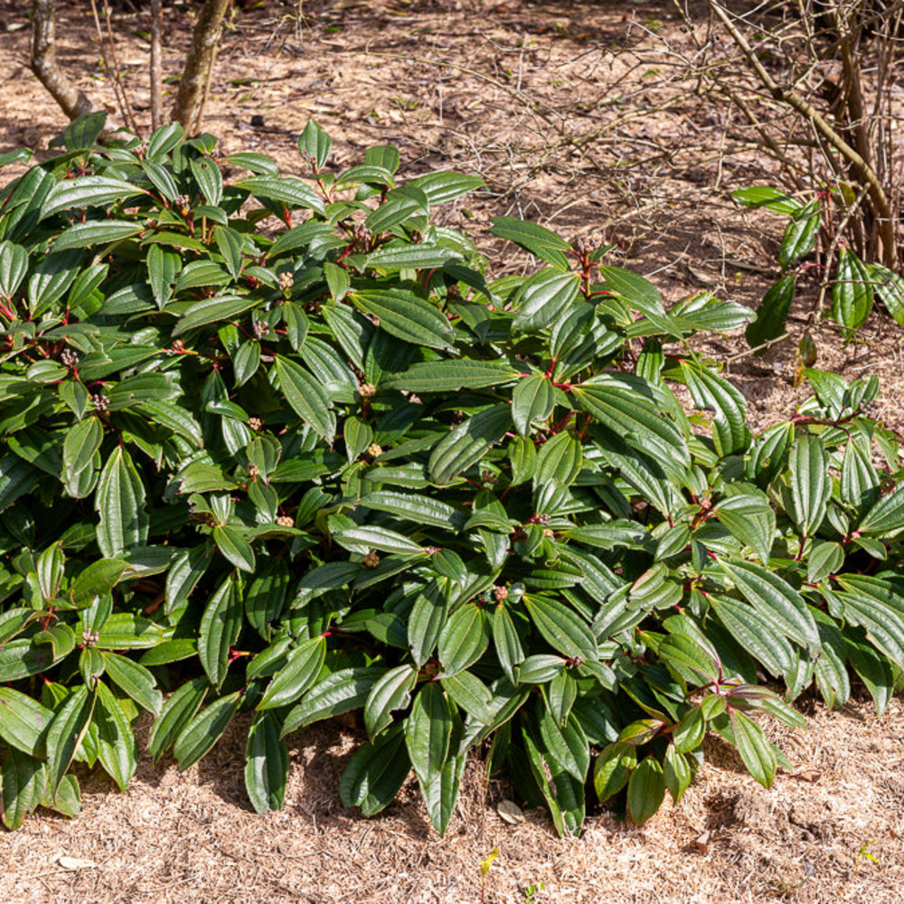 Viorne de david - le pot / 2l / hauteur livrée 25-30cm, vendu par lot de 2