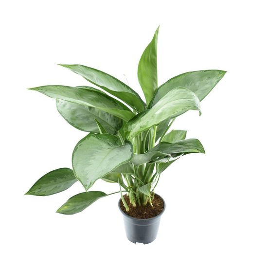 Aglaonema 'silverado' - pot de 14cm - hauteur 40cm - plantes d'intérieur